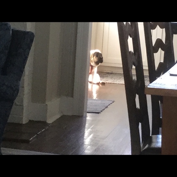 Posh Ambassador II - Welcome! - Picture 4 of 14